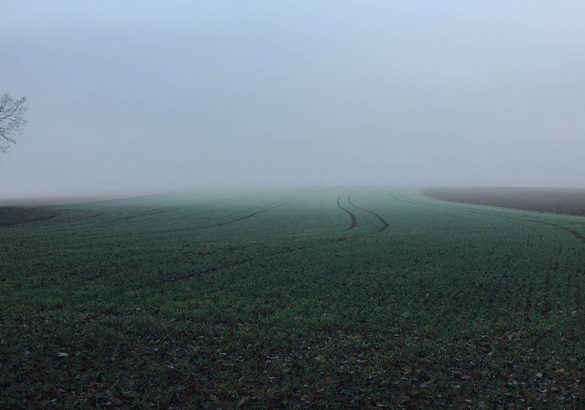 Landschaft_spuren_im_Gras_Nebel